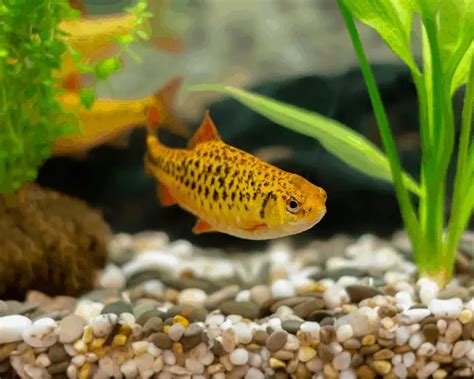 Golden Barb Fact File: Size, Tank Mates and Behaviours