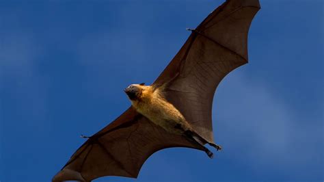 Photo of 'human-sized Bat 100% real' and it's terrifying - U105