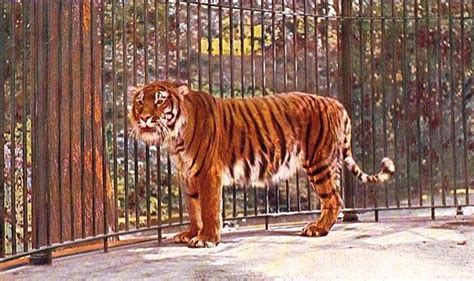 Caspian tiger - Alchetron, The Free Social Encyclopedia