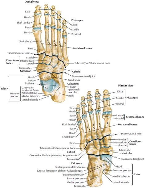 Human Foot Skeleton Anatomy : Skeletal Series 11: The Human Foot ...