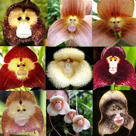 Monkey Face Orchid Botanical Name: Dracula simia or Dracula gigas Found ...