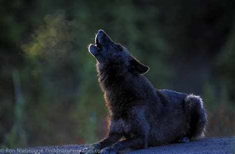 Howling wolf at sunrise | Denali National Park, Alaska. | Photos by Ron ...