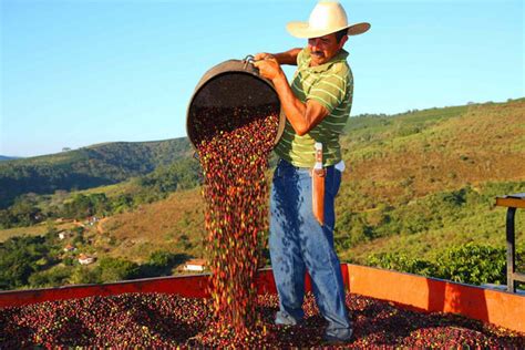 Brazil's Coffee Farm Regions and Best Brazilian Coffee Beans – Nomad ...