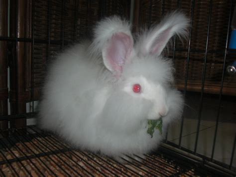 RABBIT PARADISE: Kelinci Angora