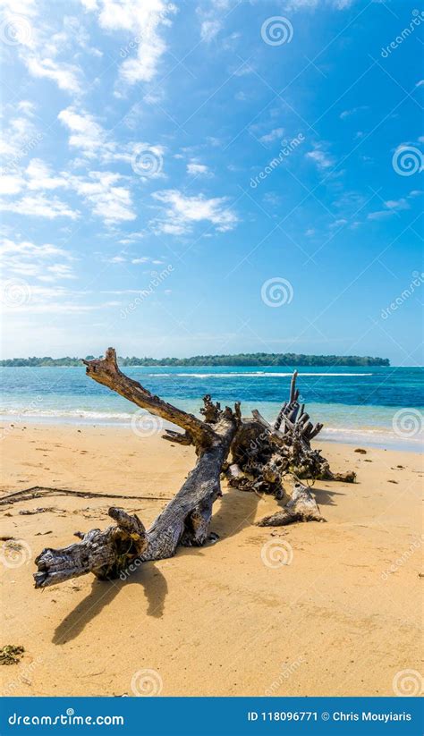 Starfish Beach panama. stock image. Image of sand, star - 118096771