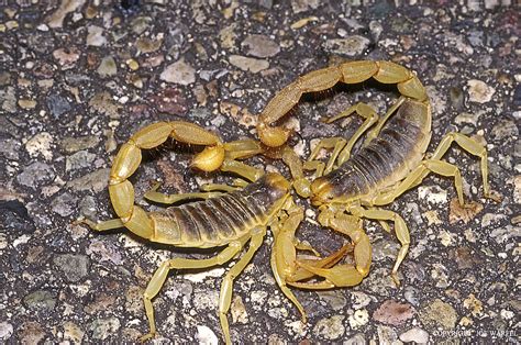 Scorpiones | AAS | American Arachnological Society