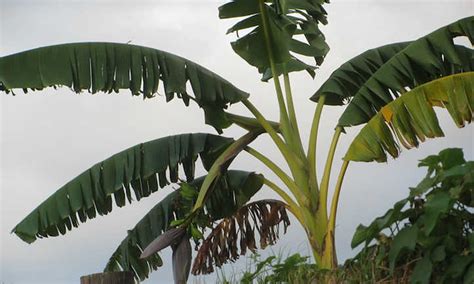 Blue Java Banana: The Ice Cream Banana Plant - Epic Gardening