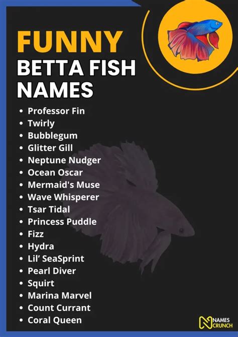 390+ Funny Betta Fish Names & Meanings - Names Crunch