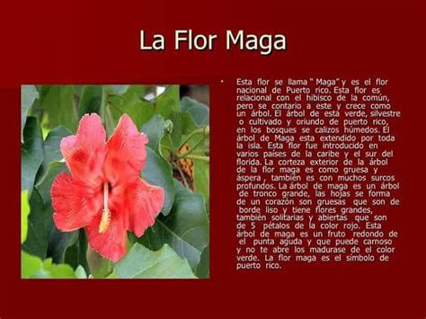 Maga - National Flower of Puerto Rico. Many times confused with the ...