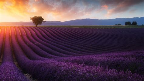 Lavender Fields