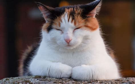 Calico Cat HD Wallpapers - Wallpaper Cave