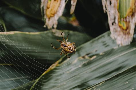 18 Wild Animals in Jamaica [Wildlife in Jamaica] - Kevmrc