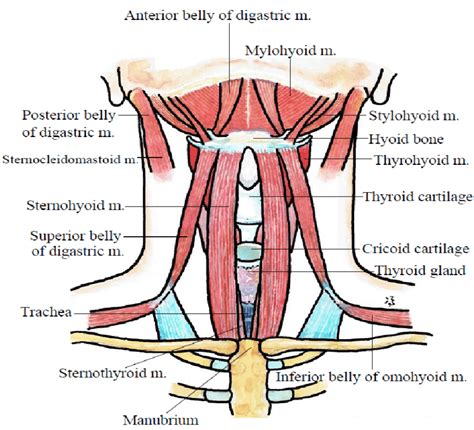 The 8 extrinsic muscles of the larynx. The suprahyoid muscles have four ...