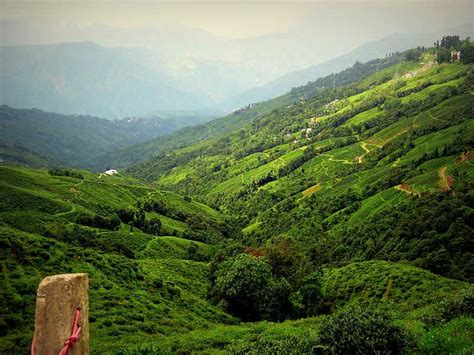 6 Tea Gardens in Darjeeling