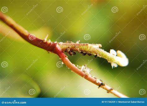 Ants eating aphids stock image. Image of tender, nature - 91736269