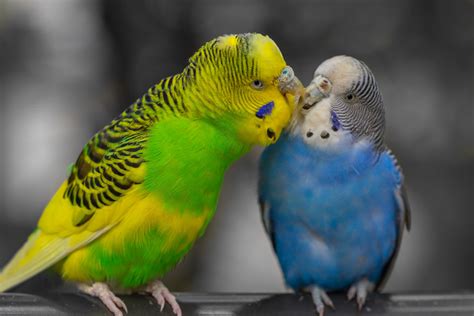 For budgies brains beat brawn in mating game - Cosmos Magazine