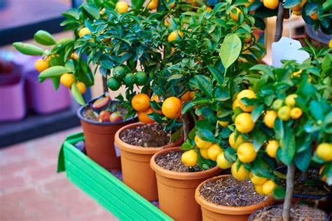 How to plant lemon, lime and orange trees - Remax Extreme