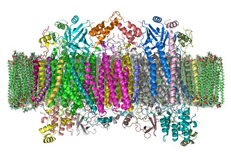 Cytochrome c oxidase - wikidoc