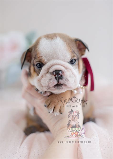 Adorable English Bulldog Puppies for Sale | Teacups, Puppies & Boutique