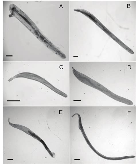 Morphology of three adult acanthocephalans illustrated by light ...