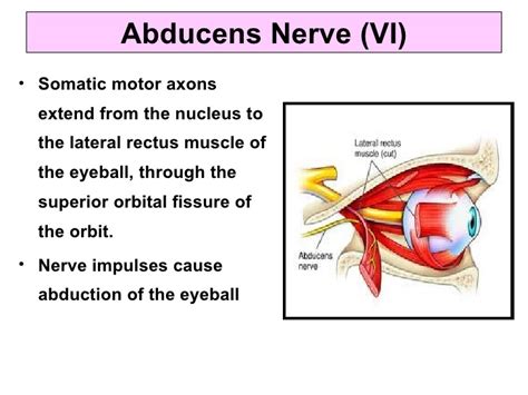 abducens nerve : anatomy , courses , muscle supply & branches