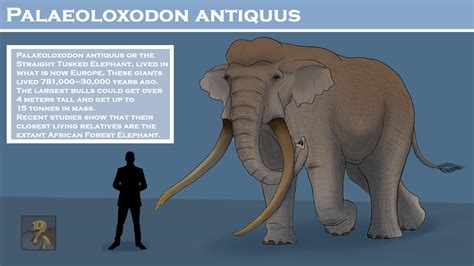 Palaeoloxodon antiquus by Artlover1214 on DeviantArt