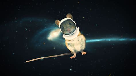 Scientists flew mouse sperm to space to study radiation's impact - STAT ...