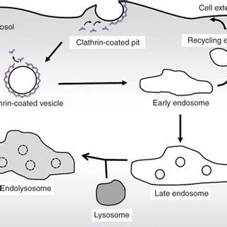 Intracellular fate of clathrin-mediated endocytosis. In... | Download ...