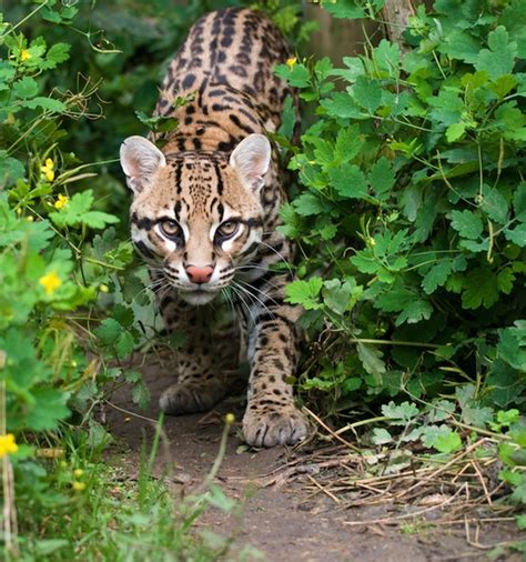 Ocelot - Feline Facts and Information