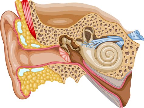 Diagram Of The Ear