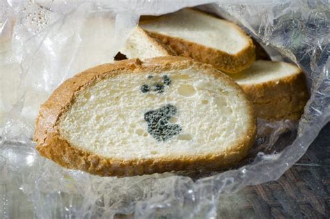 Mouldy Bread, Penicillium Mold Stock Photo - Image of fungi, fungus ...