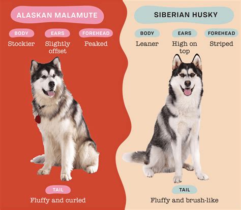 Uyini umehluko phakathi kwe-Huskies ne-Malamutes?