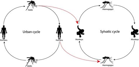 Yellow Fever: Mode of Transmission, Causes, Symptoms, Diagnosis ...