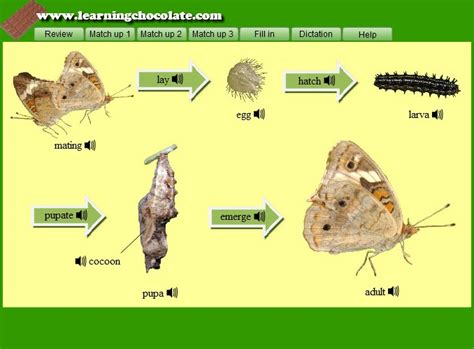 Insect Life Cycle Diagram