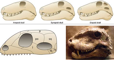 Evoluzione dei mammiferi - Órganon