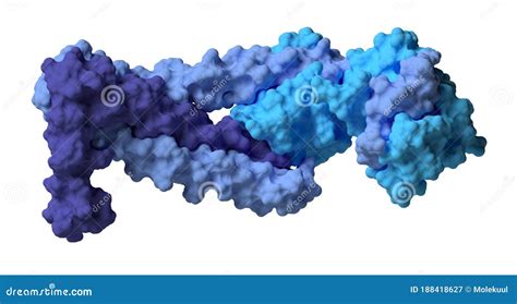 Troponin: Structure Of The Human Cardiac Troponin Core Domain, 3D ...