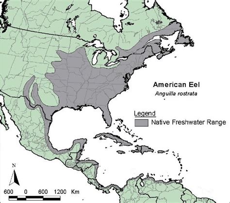 Native freshwater range of American eel (Anguilla rostrata) in the ...