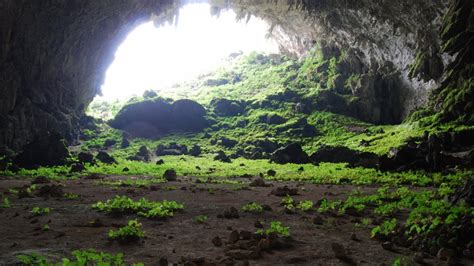 A Cave in China Is Filled with Exotic Plants that Shouldn’t Be There ...