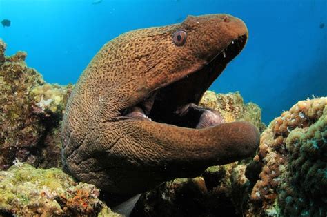 Moray Eel - Facts and Beyond | Biology Dictionary