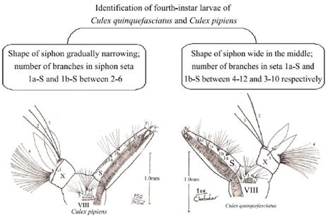 Identification Culex pipiens and Culex quinquefasciatus larvae based on ...