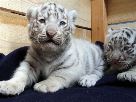 Cute Bengal Tiger Cubs