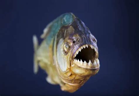 Piranha, A Fresh Water Fish Predator - Taman Safari Bali