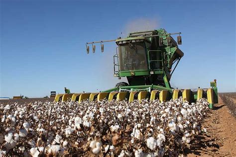 Cotton crop could be largest in decade - Texas Farm Bureau