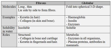 #14. Globular and fibrous proteins - haemoglobin and collagen | Biology ...