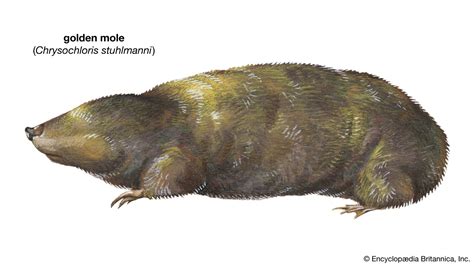 Golden mole | Burrowing Mammal of Africa & Asia | Britannica