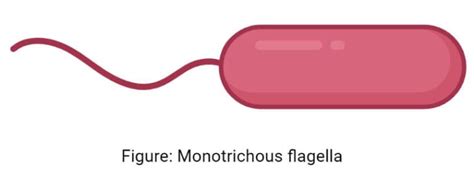 Flagella: Structure, Types, Arrangement, Functions, Examples