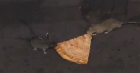 Move Over Pizza Rat! New Video Shows 2 Rats Fighting Over 1 Slice Of ...