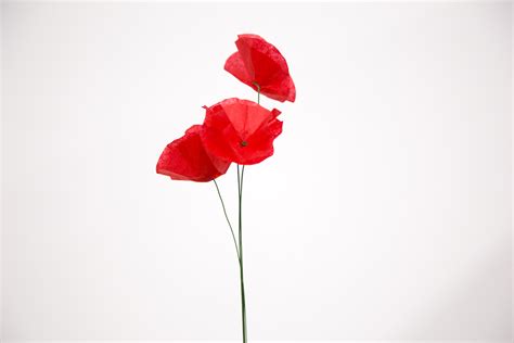 DIY PAPER POPPIES | miliboo-blog UK