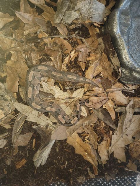 New baby gaboon viper : r/snakes