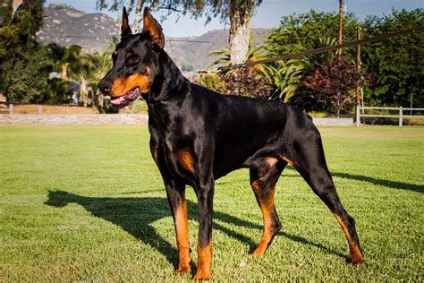 Doberman Pinscher Puppies For Sale | Fallbrook, CA #166475